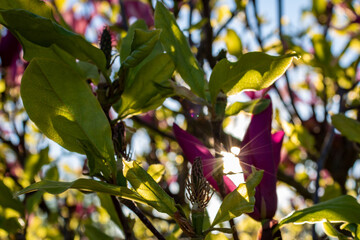 Pink Magnolia in Sunlight