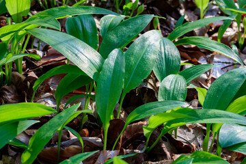 Close-up of Wild Garlic Leaves in the Forest
