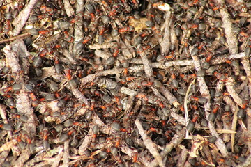 Red wood ants