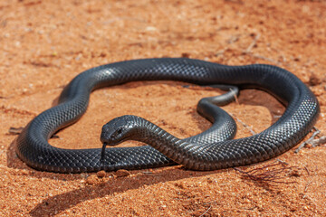 Highly venomous Australian Blue-bellied Black Snake