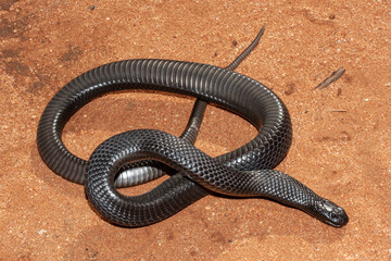 Highly venomous Australian Blue-bellied Black Snake showing belly scales