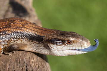 Common Eastern Blue-tongue Lizard showing it's blue tongue