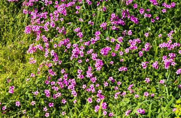 Naklejka premium spring meadow field blooming with purple flowers