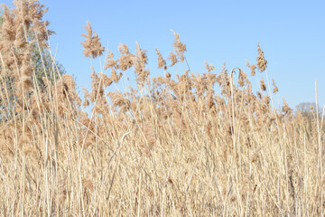 Pampas grass in the breeze with blue sky in a calm nature background
