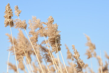 Pampas grass in the breeze with blue sky in a calm nature background