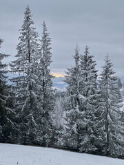 Mountain fir trees covered with snow and hoarfrost on a cloudy day with a wooden fence in the foreground