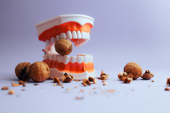 Denture Medical Model Biting into Hard Walnut Cracking the Shells. Strong teeth concept image of nut cracking healthy implants 

