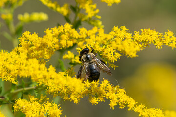 A carpenter bee on yellow flowers gathering food. 