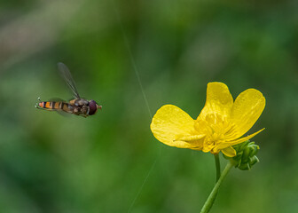 Marmalade Hoverfly in flight approaching buttercup diffused  green background