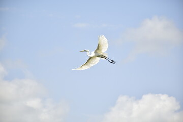 flying great white heron