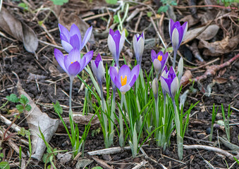 Purple Crocus in early spring