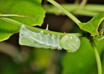 Spotted Phosphila Caterpillar (Phosphila miselioides) on a thorny vine plant at night. Species of cutworm found in North America considered pests.