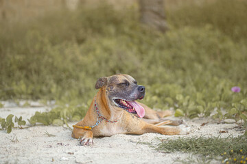 Perro pitbull en la playa