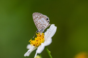 miami blue butterfly