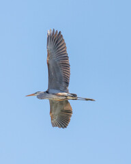 heron in flight