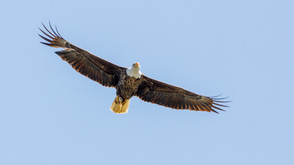eagle in flight