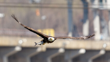 Eagle with a fish 