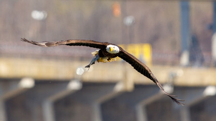 Eagle with a fish