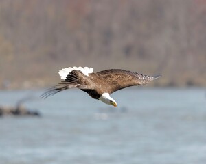 eagle in flight