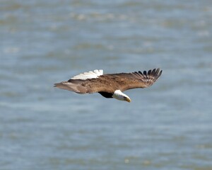 Eagle in flight