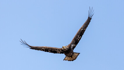 eagle in flight