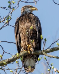 eagle on a branch 