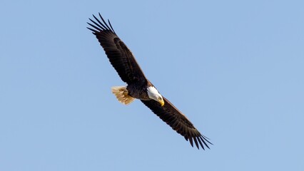 bald eagle in flight