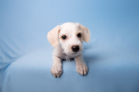 retrato de perro cachorro mestizo blanco