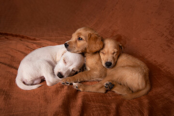 retrato de camada de perros mestizos