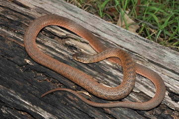 Australian Freshwater or Keelback Snake