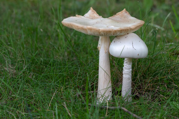 White mushrooms growing in the grass.