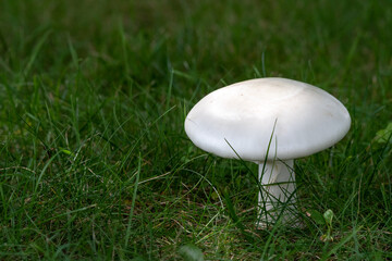 A white mushroom growing in green grass. 