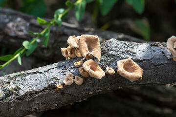 Brown funnel mushrooms growing from a fallen tree. 