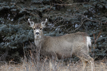 Mule Deer Doe