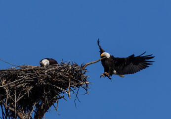 Bald Eagles in the Canyon