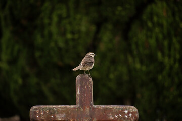 cementerio catolico con cruz en tumba