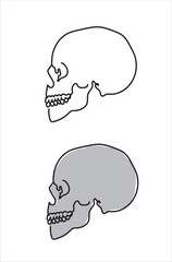 skull anatomy one line vector illustration 