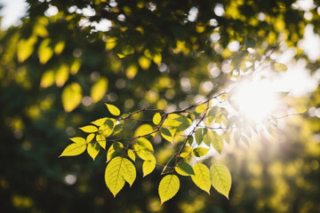 Obraz premium tree branch. Generative AI