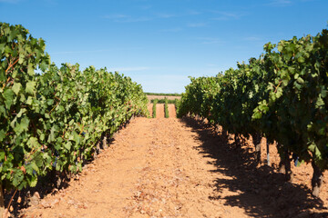 Fototapeta na wymiar Vineyards landscape from Duero viticulture area, Spain