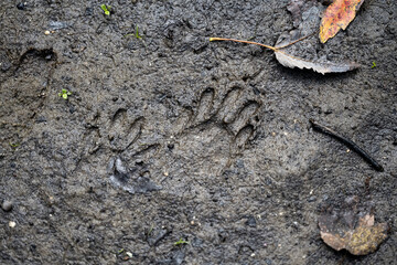 otter foot prints in the mud