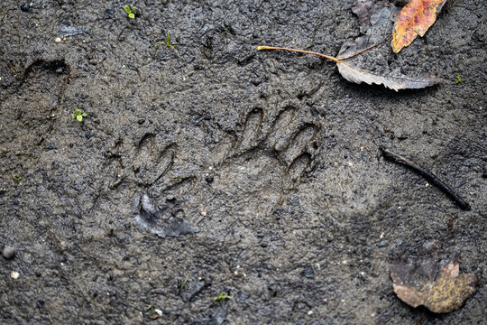 otter foot prints in the mud
