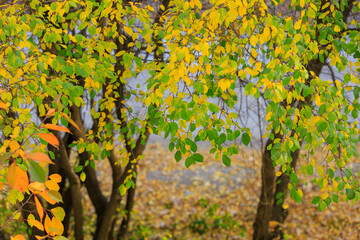 Abstract autumn seasonal background for weather forecast with selective focus and copy space