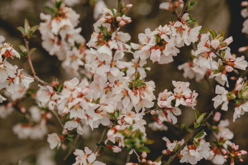 Obraz premium Fresh Blooming Pink Flowers on Garden Bush in Springtime