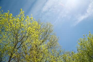 Looking Up at Vibrant Trees Leafing Out in Springtime with Deep Blue Sky and Clouds in Background