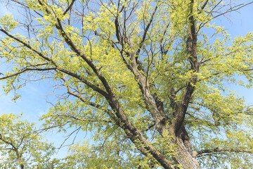 Looking Up at Tall Tree in Springtime with Bright Green Leaves and Blue Sky in Background
