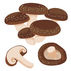 Vector Illustration of Shiitake Mushrooms Asian Vegetable Fresh Produce