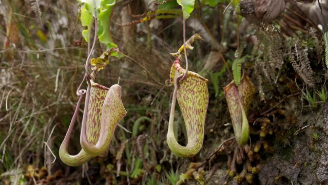 Carnivorous Pitcher plants or pitfall traps, Sulawesi Indonesia, biodiversity