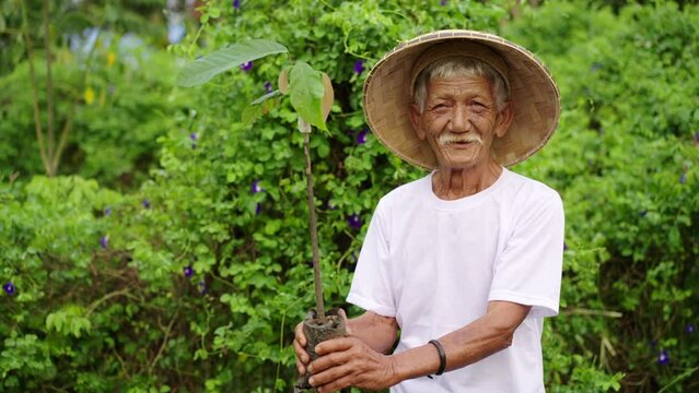 Happy elderly asian cacao farmer with cocoa seedling on nursery, smile