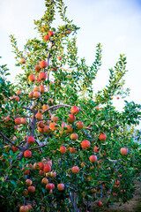 a picture of an apple tree in an orchard