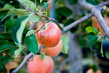 a picture of an apple tree in an orchard